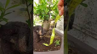 bonsai hải châu (30/4/2023) clip 250 hải châu quái ️️️️️ 0987180737