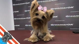 Grooming a yorkshire terrier with an unusual haircut - The owners excited!