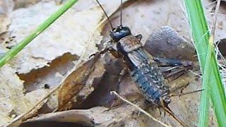 Cvrček domácí - House cricket (Acheta domestica)