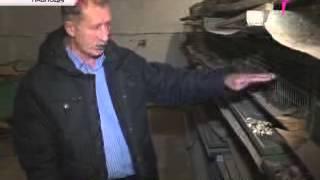 Бөдененің жұмыртқасын кәсіп қылған шаруа