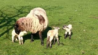 Two minutes of baby lambs just born.