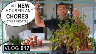 Houseplant Chores (Never Stop): Chenille Plant Pruning/Propagation + Amaryllis Update + Plant Space!