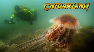 Cnidarians: Squishy Stingy animals! | JONATHAN BIRD'S BLUE WORLD