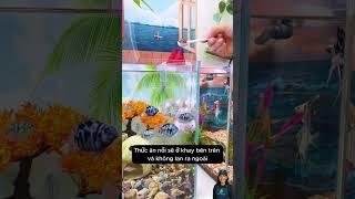 Hộp chìm 2 tầng cho cá ăn đúng cách không bị ô nhiễm nước và tiết kiệm #aquarium #youtubeshorts