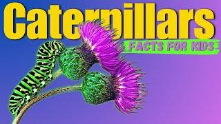 Learn All About Caterpillars (Facts For Kids)