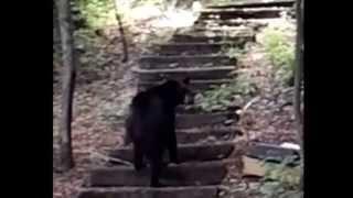 Black Bear Visiting KnowPickens.com