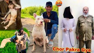 Chor Pakra Gya All Pets Recover 