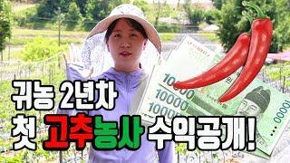 노지고추농사 수익공개합니다!! (400평)