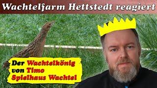 Ein echter Wachtelkönig - Wachtelfarm Hettstedt reagiert auf Timo Spielhaus Wachtels Video