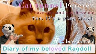 【My cat's No.1 favorite toy】Playing wiz Cat tunnel that I bought at Costco Ep.2『Arusu & cat tunnel』