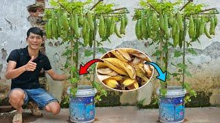 Grow bitter melon on the terrace in used recycling baskets | Growing bitter melon with banana