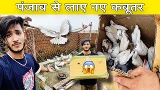 New Pigeon Le Aaye ️| Punjab Se New pigeon Laye ️