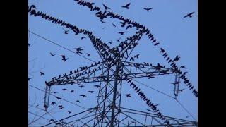 Rabenvögel in Nordwestdeutschland. Corvids. Ein Video von KLAUS TAUX