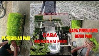 Proses penyemaian padi dari awal sampai tanam @Damar Dono  Channel