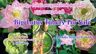 Large Tubers Of Tropical Lotuses @ Low Prices @PetalssphereWITH SUBTITLES (English | Hindi | Tamil)