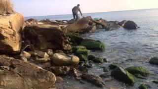 Vagabond in Silivri Istanbul