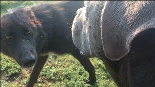 Wolfdogs Meet Cane Corso/Pit & Husky