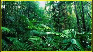 The Best Nature 3D Sound Therapy - Full Relaxing Melodies of Nature HD Sounds of the Rainforest