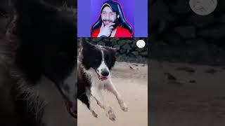 Funny Animal Videos 2024  - Funniest Dogs and Cats Videos  Part 2109