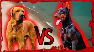 Doberman vs Fila brasileiro [Qual o cachorro mais Forte?? O mais poderoso??]