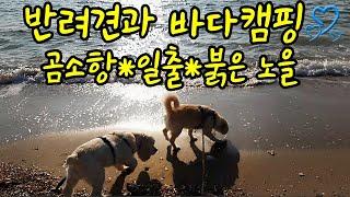 반려견과 바다캠핑#곰소항#갯벌일출#노을#모항해수욕장#dog camping