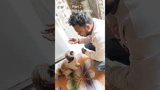 how to train your Dog handshake training (dog training) (karan dog trainer)...!