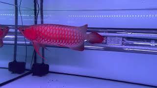 50cm Metallic Super red arowana 