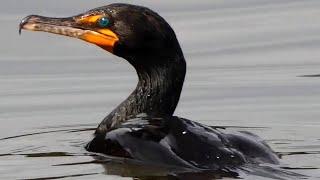 Cormorant diving, eating fish, fighting, flying | Double crested