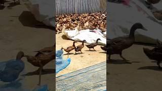 Duck#animals #viral #cute #duck#Hash#amazing #Chicken#shorts #funny #short