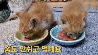 버림 받은 새끼고양이 집으로 데려와 먹을 것을 줬더니...맘아파요ㅠ#굶주린새끼고양이