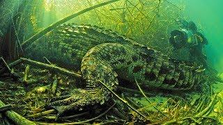 Diving with Crocodiles in Africa