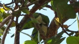 Monks in the trees - Quaker Parrots