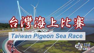 【鴿會賽事】台灣賽鴿海上比賽丨Taiwan Pigeon Sea Race