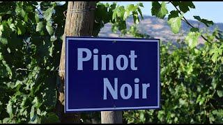 Капризный Пино Нуар Pinot Noir