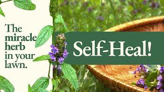 Self-Heal! Health Benefits, Medicinal Uses & How to Identify