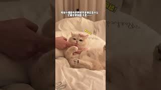 【#薄荷猫猫甜不甜】听说小猫舔毛的时候不管伸过去什么它都会帮你舔 于是...... #薄荷猫猫 #粘人精小猫咪 #这是我的小猪猫 #可爱的小猫咪