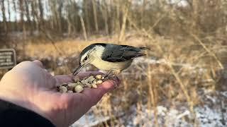 Hand-feeding Birds in Slow Mo - Chickadees, Tufted Titmice, Nuthatches, Downy Woodpeckers