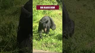 Big Black Bear #funny #memes #nature