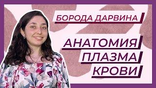 Анатомия — кровь. Плазма крови.