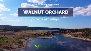 Profitable walnut orchard investment in Türkiye!