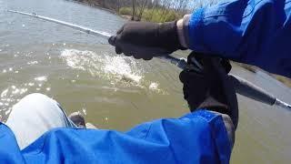 5 lb bass spits out lure at boat - Glenn springs prespawn