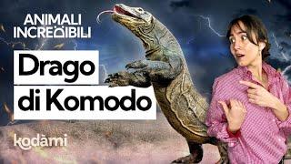 Cosa succede se ti morde il drago di Komodo? Quanto è velenosa questa lucertola gigante