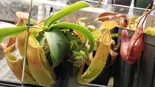 Highland Terrarium Build for Carnivorous Plants Part 5 - April 2021 plant tour