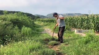 农村古宅移植杂草替代草坪，惹来全村人的羡慕，再也不用买草皮了