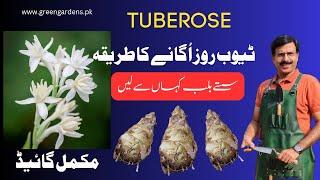 How to grow TUBEROSE Bulbs