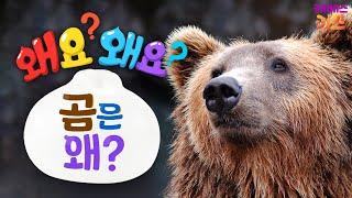 갈색의 커다란 몸을 가진 곰! 곰은 왜?ㅣ왜요? 왜요? 궁금할 만두ㅣKBS 240502 방송