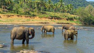 The most underrated destination in the world | World In Focus | Sri Lanka