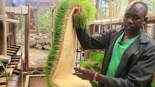 Hydroponics fodder. we make 8kg of fodder from 1kg of barley.