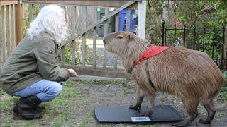 Qué Pasa con los Capibaras