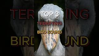 Top 3 terrifying bird sounds in the world ️ #shortsfeed